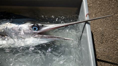 Species spotlight: Swordfish .
